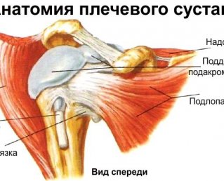 О чем молчат хирурги при лечении тендинита плеча: 4 вида и 8 причин его появления