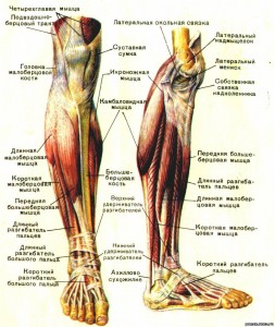Мышцы ног и колена